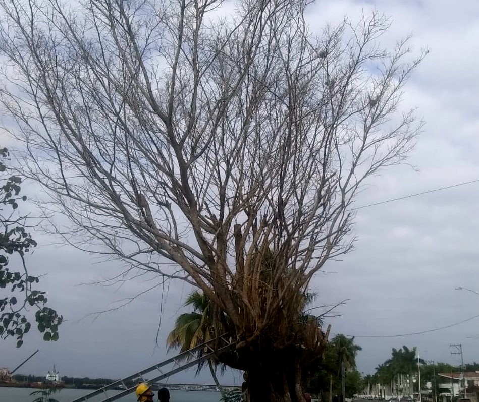 El Heraldo De Tuxpan Retiran Rboles Ficus Secos Que Representaban