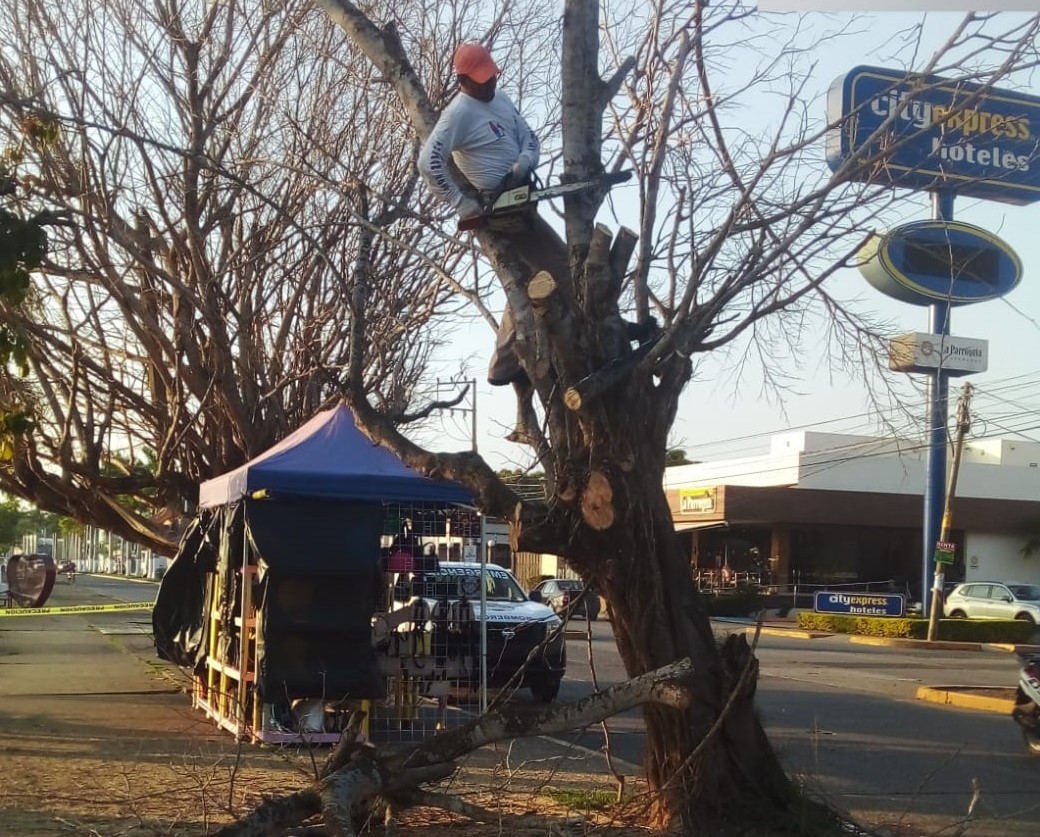 El Heraldo de Tuxpan Retiran 2 árboles ficus secos que representaban