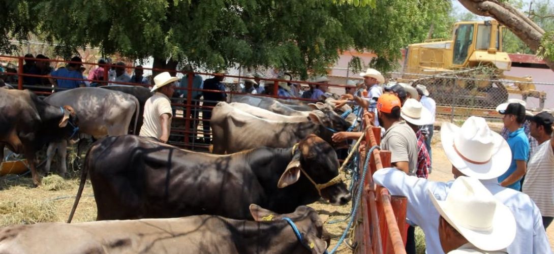 Caída en precio del ganado golpea a productores