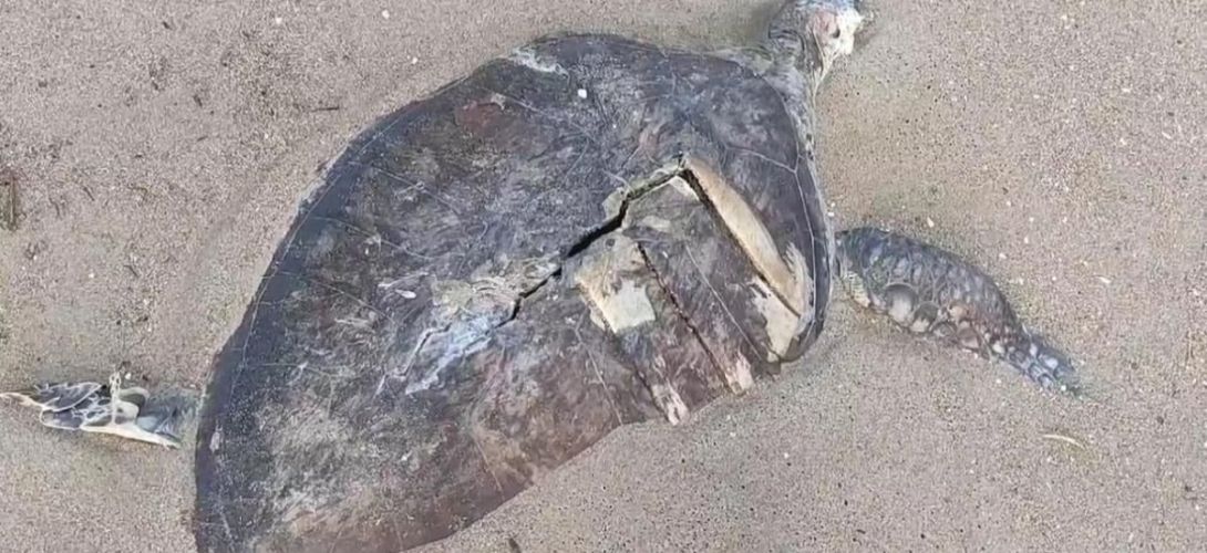 Aparecen más tortugas marinas muertas