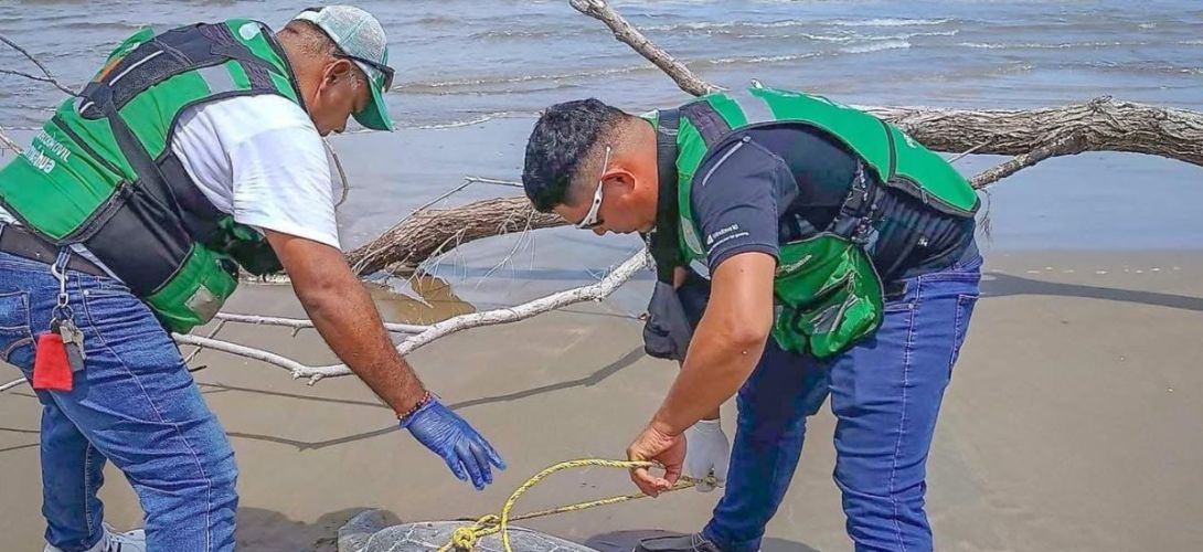 Hallan tortuga marina sin vida