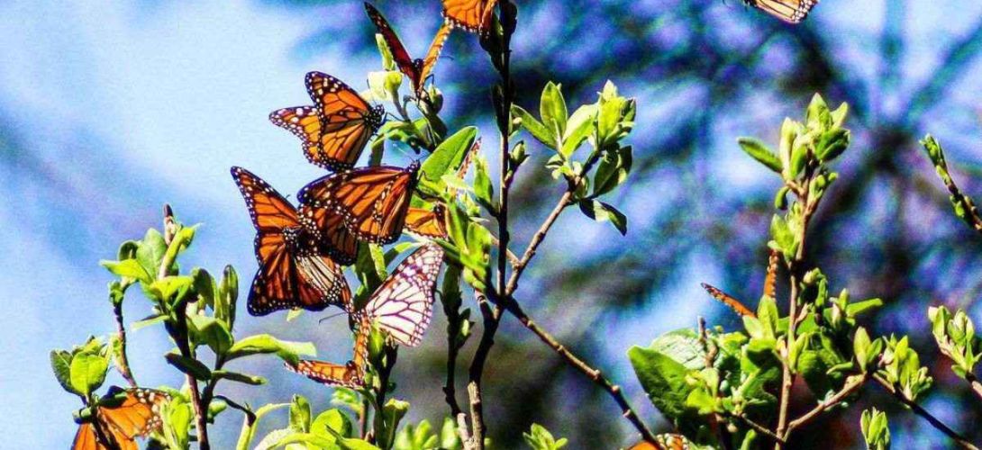 Mariposa Monarca arriba a México