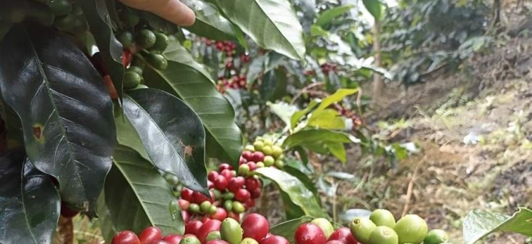 Sequía afectó a cafetaleros