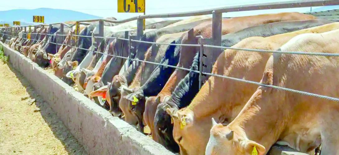 Frenan importación de ganado