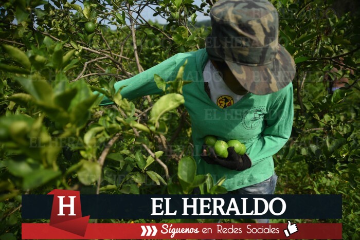 limon