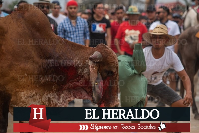 Multa de 24 mil pesos y arresto de 72 horas a quienes maltraten toros en Tlacotalpan
