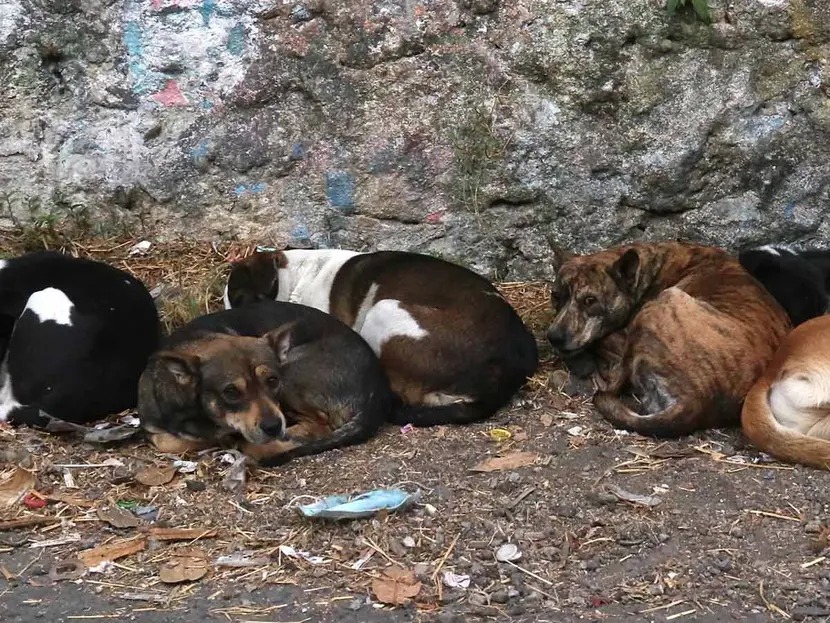 Aumenta abandono de animales domésticos en Morelia