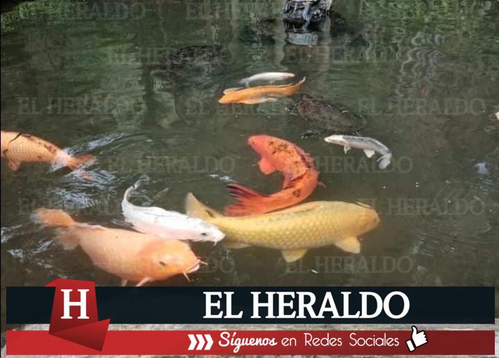 PECES2