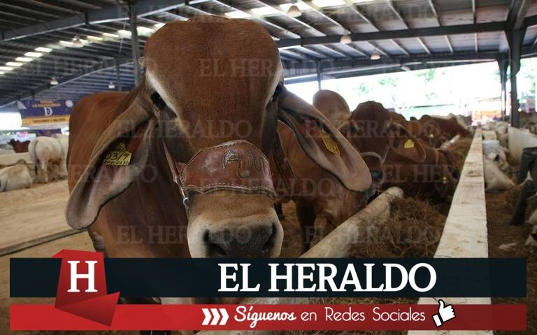 GANADO