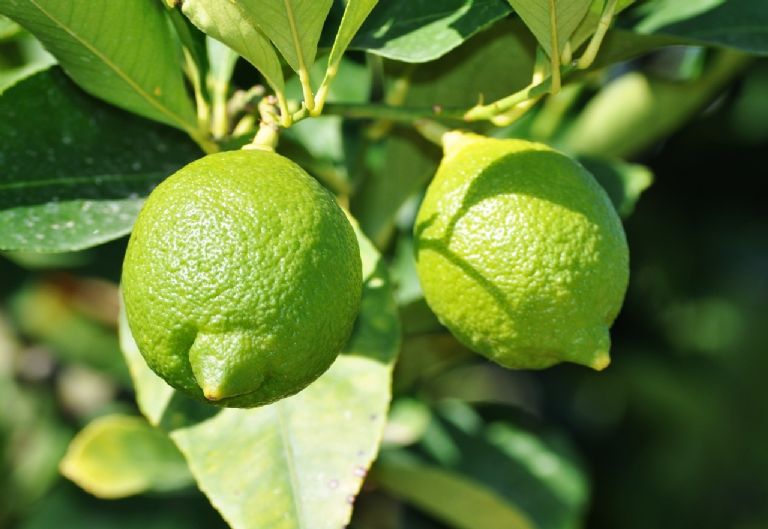 LIMON3