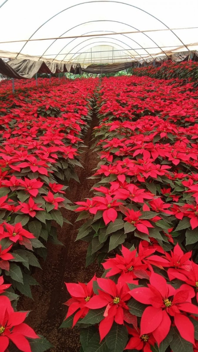 El Heraldo de Tuxpan - Inicia venta de flor de nochebuena