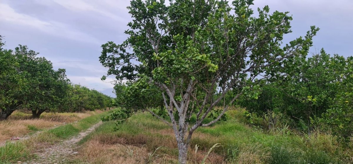 5a